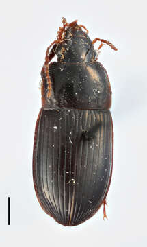 Image of Harpalus (Harpalus) convexus Faldermann 1836