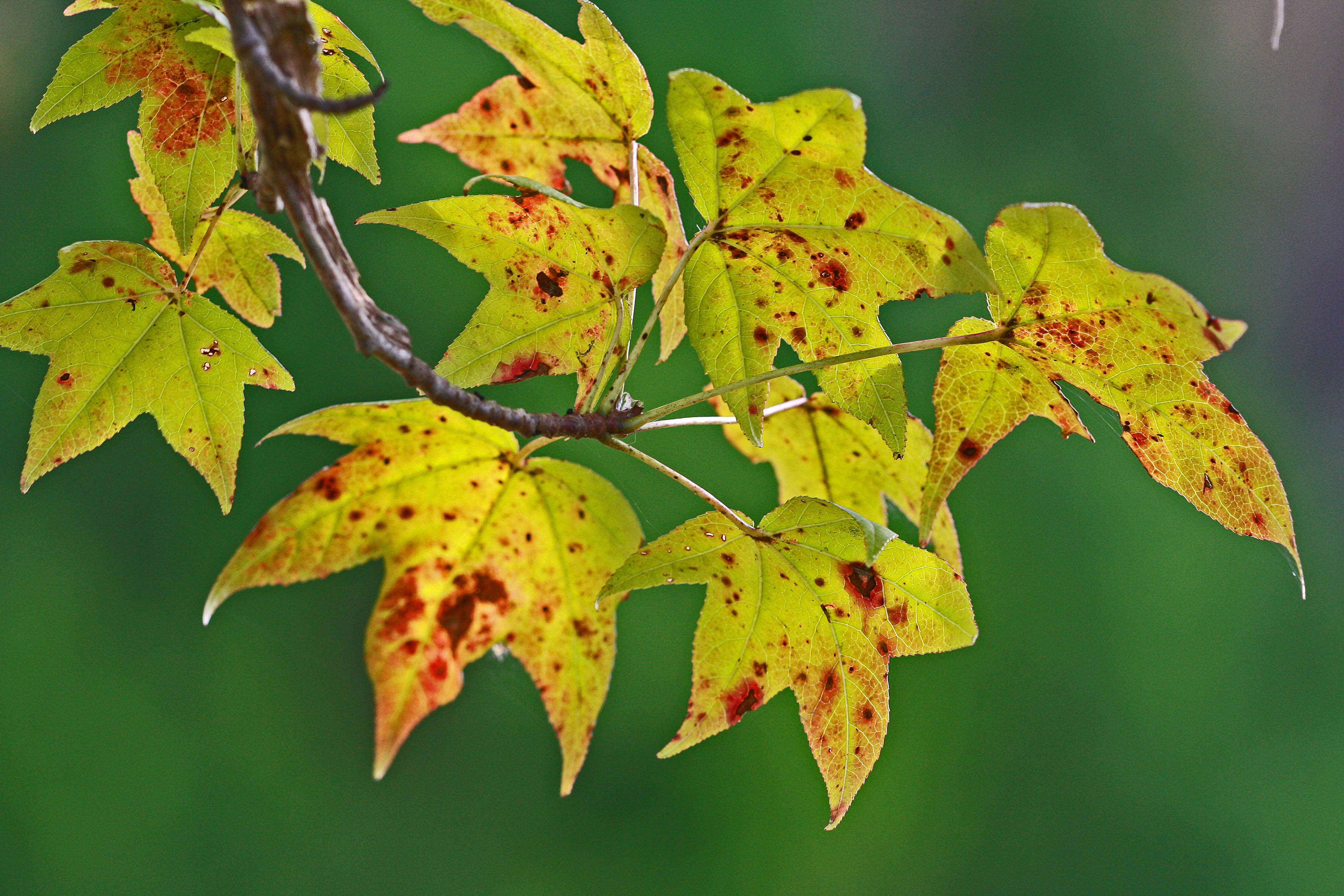 Image of American Sweetgum