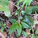 Image of hairstalk crepidium