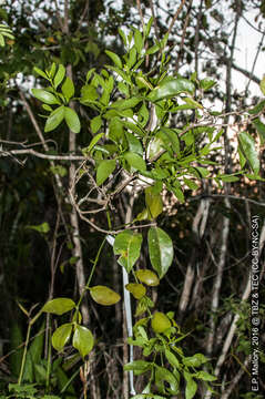 Image of Mistletoe