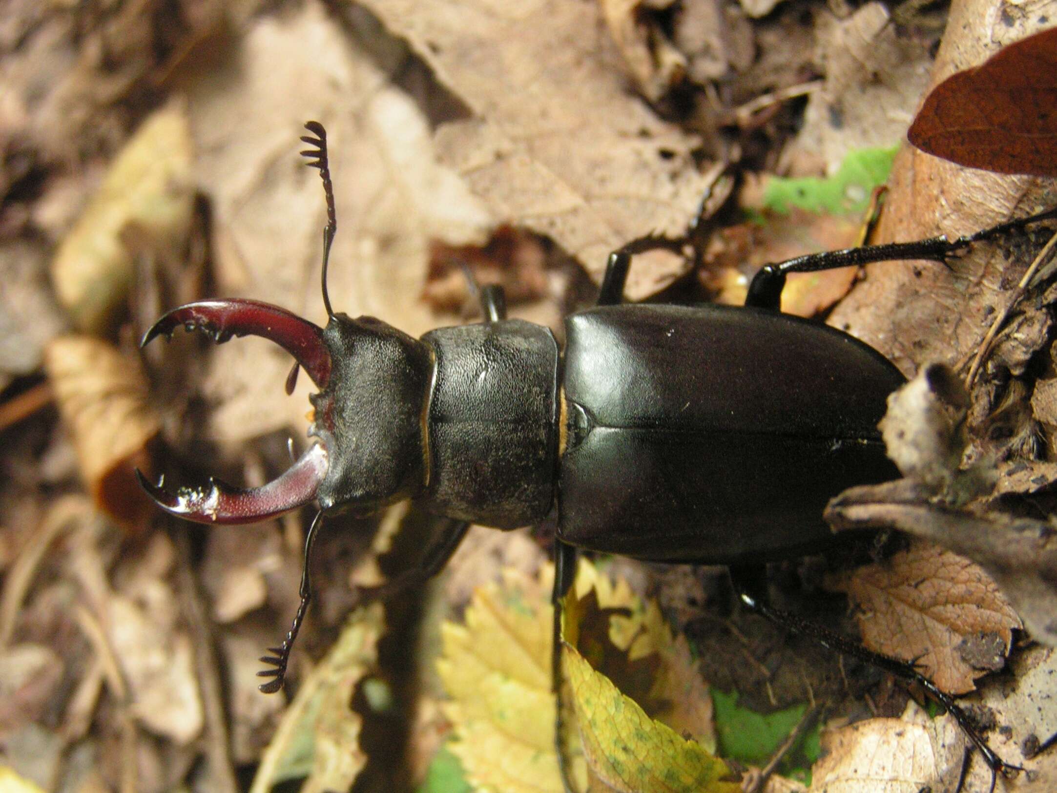 Image of stag beetles