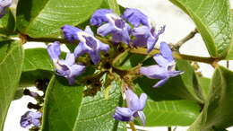 Sivun Vitex rufescens A. Juss. kuva