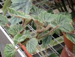 Image of Begonia incarnata Link & Otto