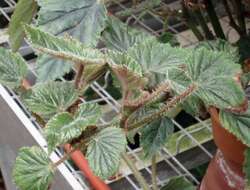 Слика од Begonia incarnata Link & Otto