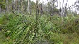 Image of Gahnia grandis (Labill.) S. T. Blake