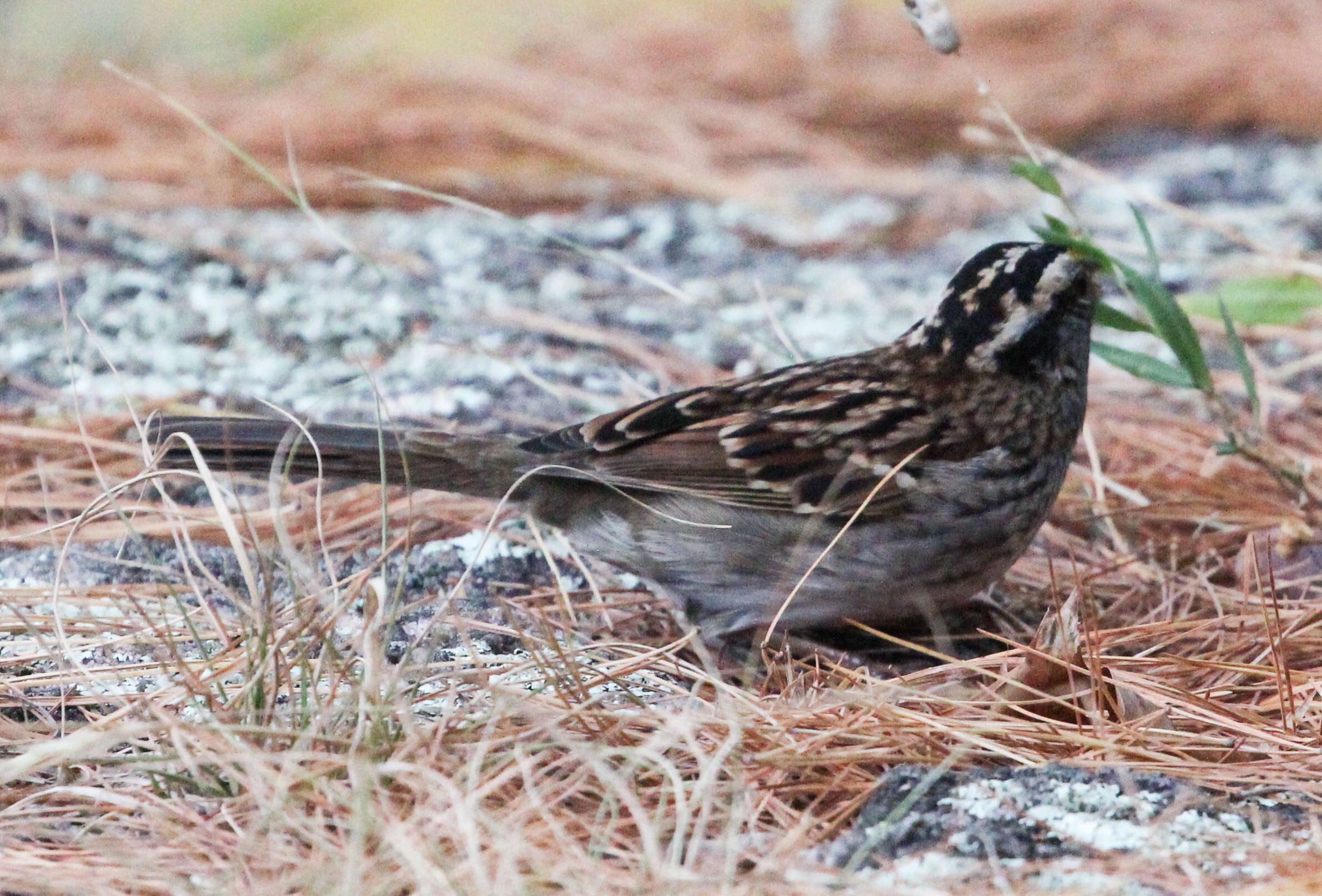 Image of White-throated Sparrow