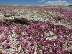 Image of eggleaf monkeyflower