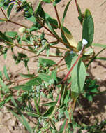 Image of Euphorbia eichleri Müll. Arg.