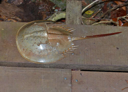 Image of Horseshoe Crab