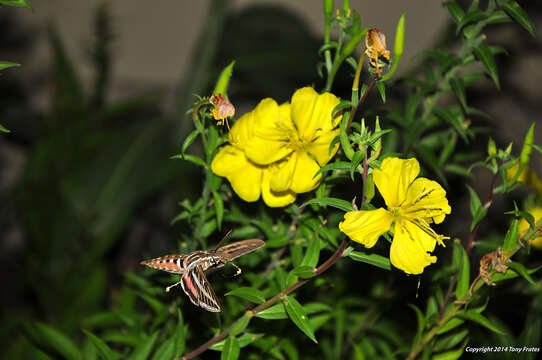 Image of Hooker's evening primrose