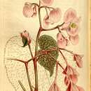 Слика од Begonia grandis subsp. grandis