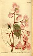Слика од Begonia grandis Dryand.