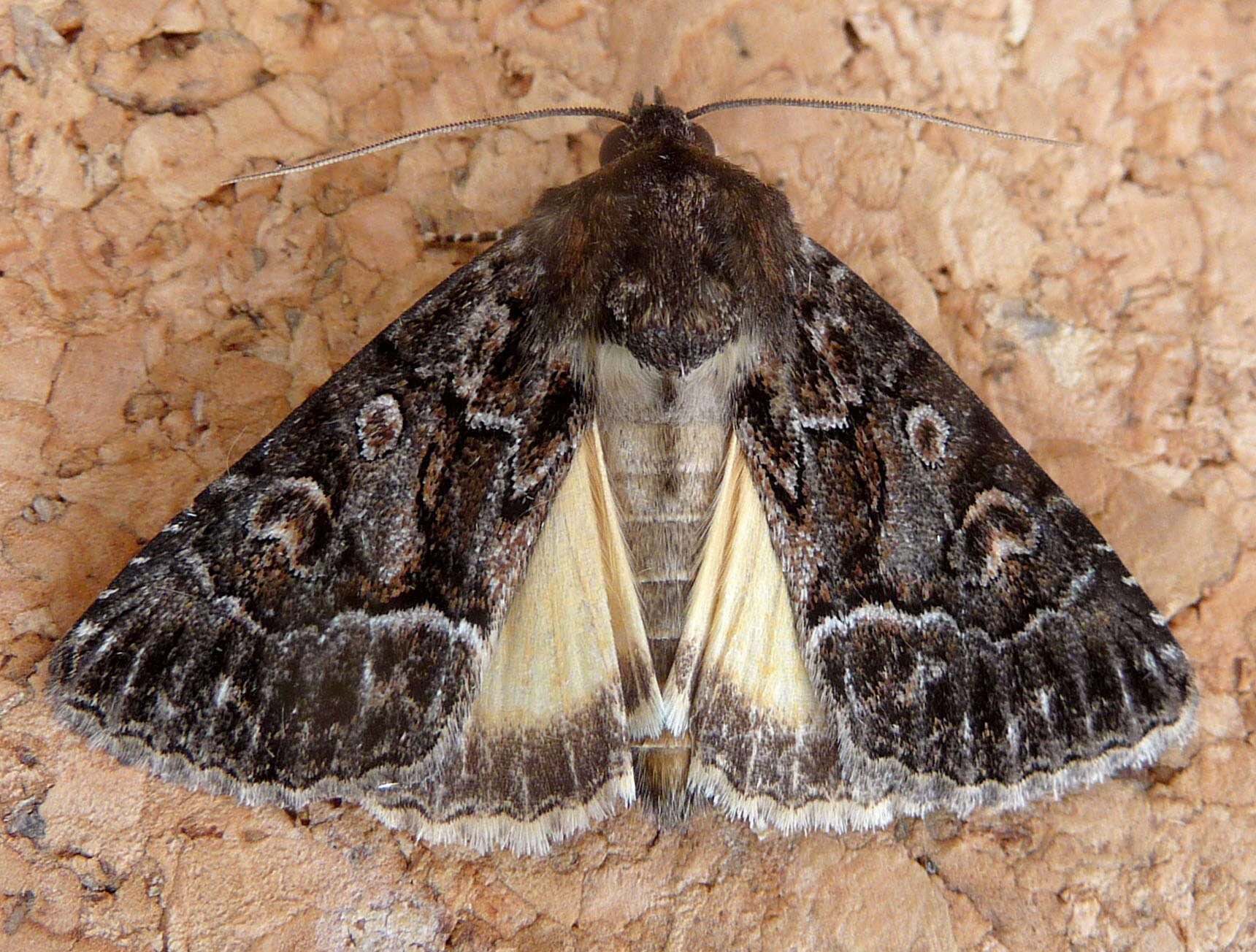 Image of straw underwing