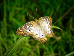 Image of White Peacock