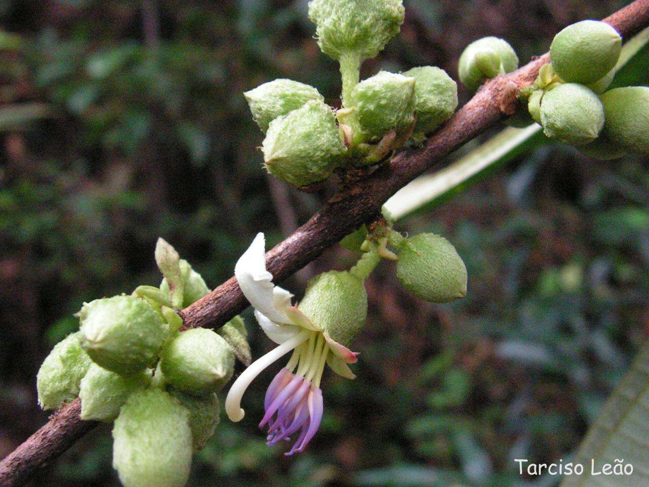 Image of Henriettea succosa (Aubl.) DC.