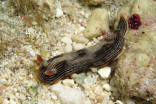 Image of Chromodoris lineolata (van Hasselt 1824)