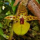 Bulbophyllum membranifolium Hook. fil.的圖片