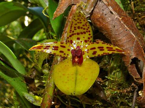 Imagem de Bulbophyllum membranifolium Hook. fil.