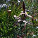 Image of Calliandra fasciculata Benth.