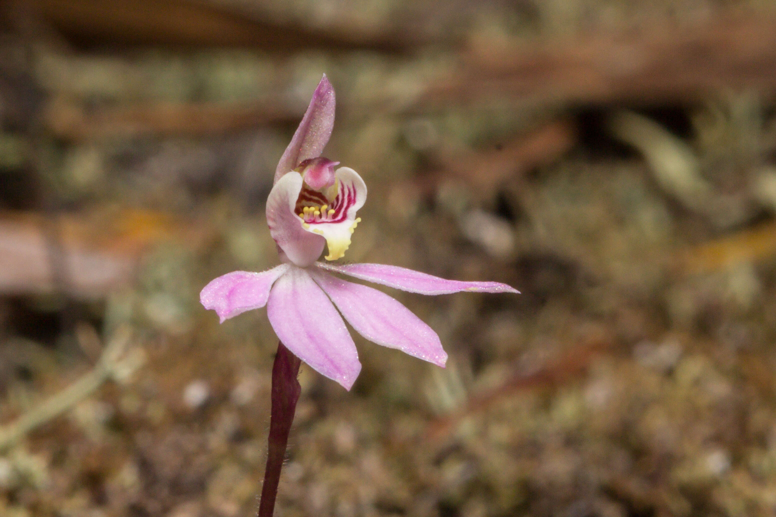 Image of Dusky fingers orchid