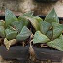 Слика од Haworthia retusa var. retusa