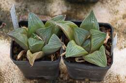 Haworthia retusa var. retusa resmi