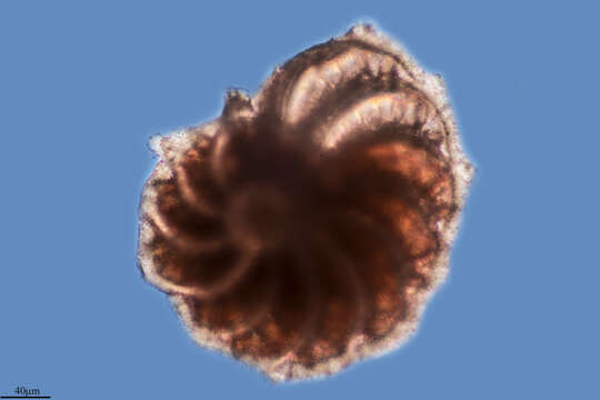 Image of Protista