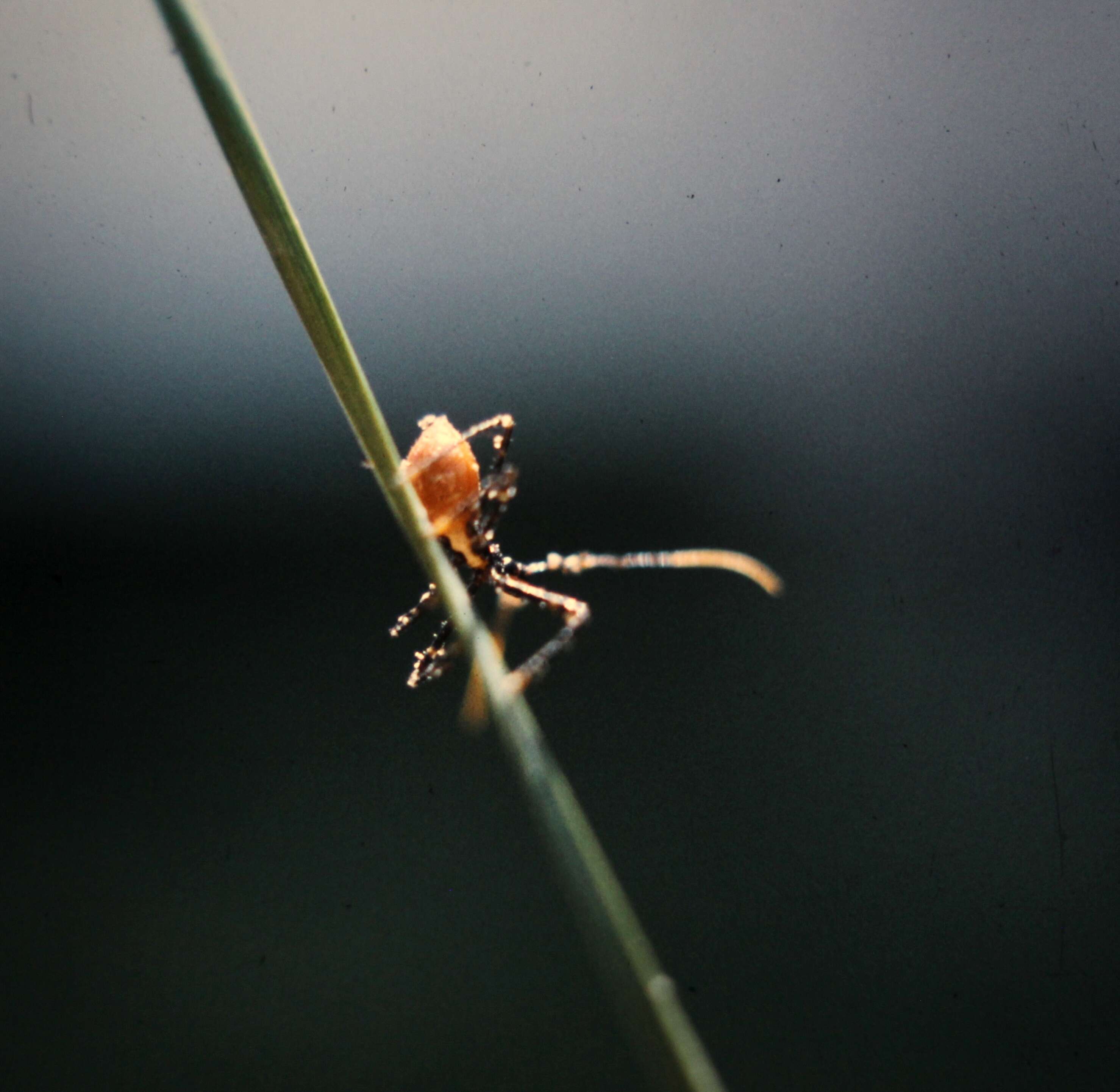 صورة Trachylestes aspericollis (Stål 1859)