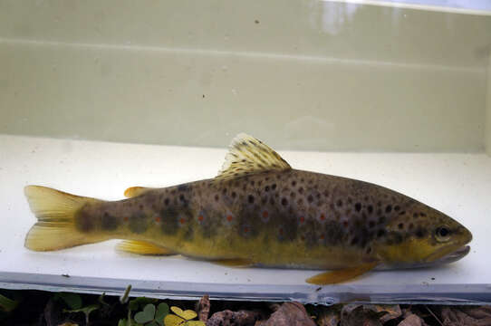 Image of Salmo trutta