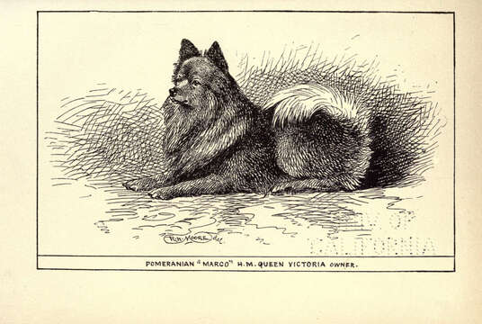 Image of gray wolf