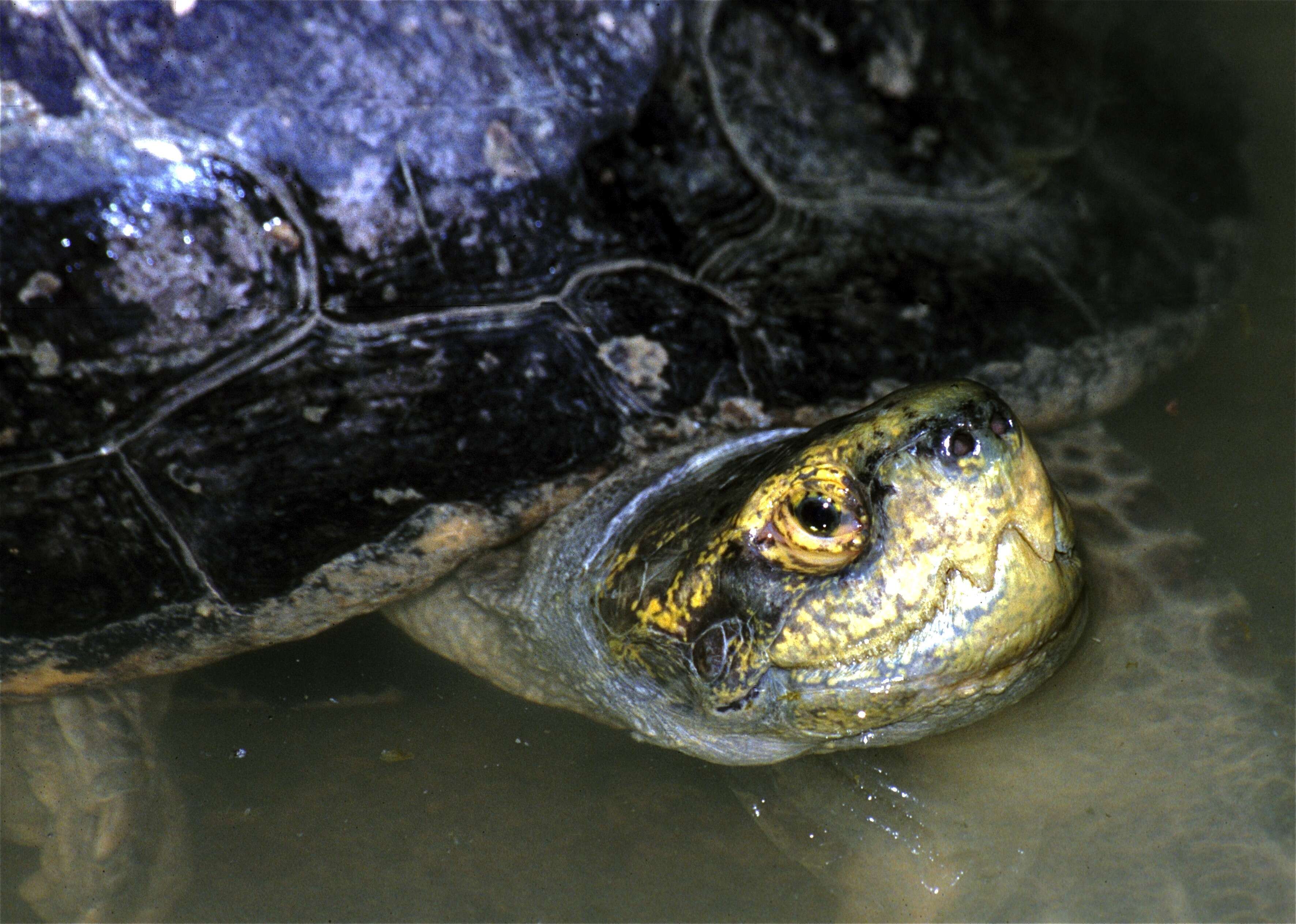 Image of Forest turtles