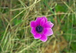 Image of broad-leaved anemone