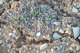 Imagem de Oenothera cespitosa var. stellae S. L. Welsh