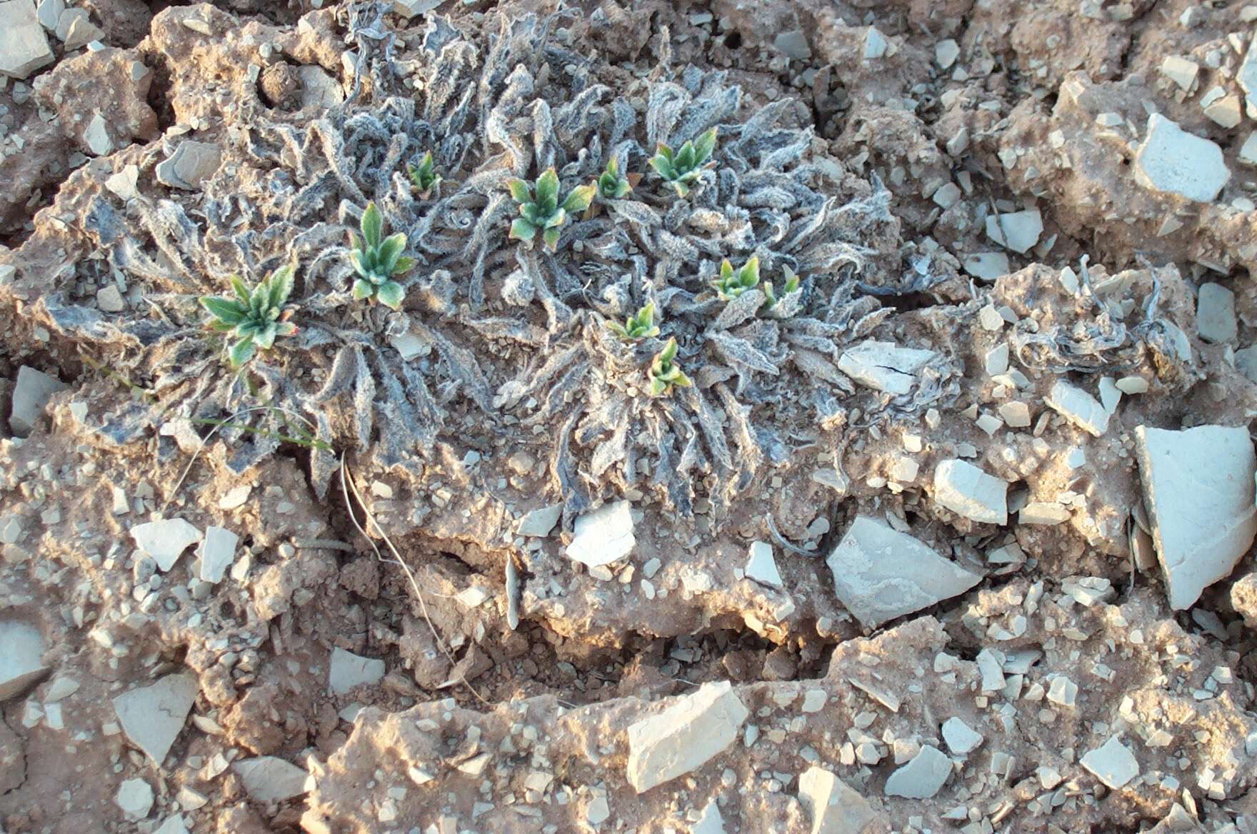 Oenothera cespitosa var. stellae S. L. Welsh resmi