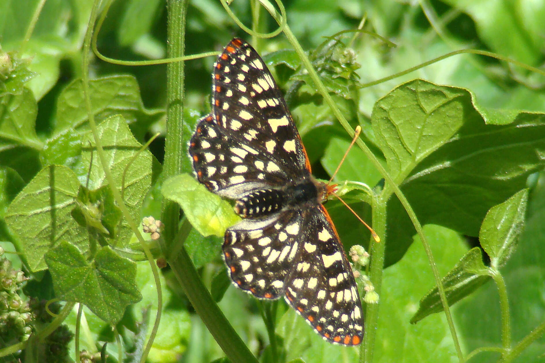 Image of Euphydryas chalcedona