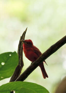 Image of Summer Tanager