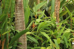 Image of Heliconia hirsuta L. fil.