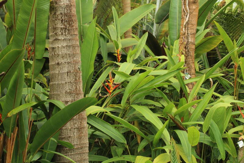 Image of Heliconia hirsuta L. fil.