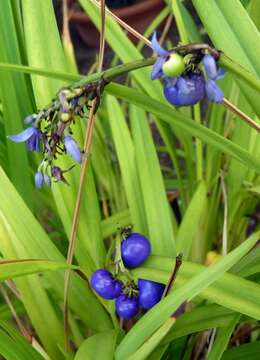 Image of Blueberry Flax Lily