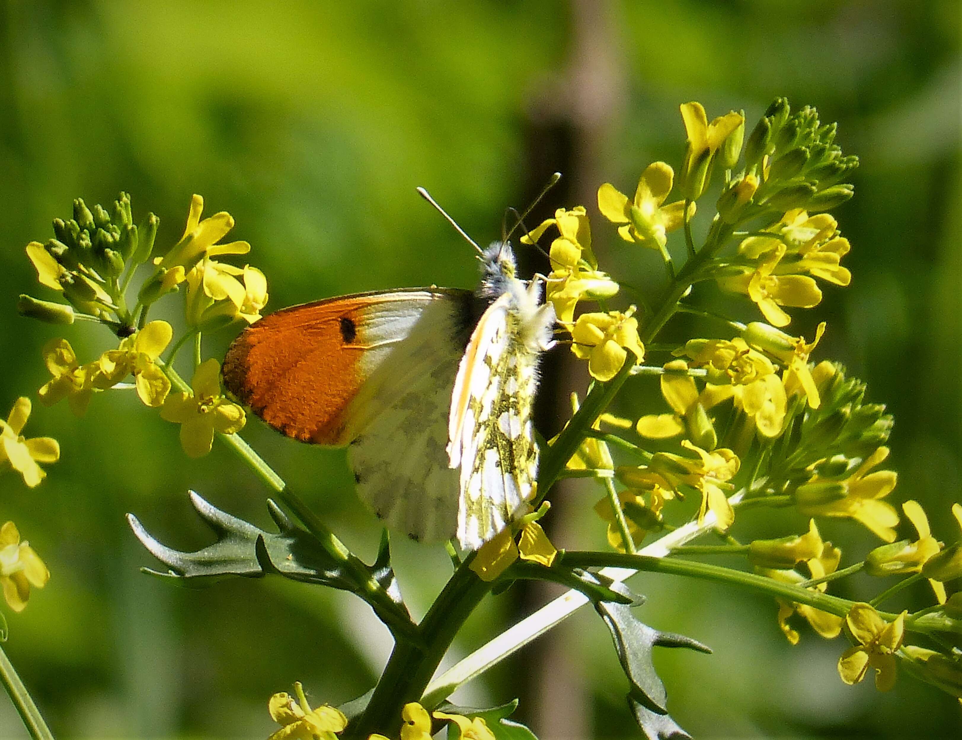 Image of Orangetips