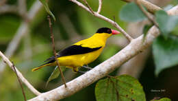 Image of Black-naped Oriole