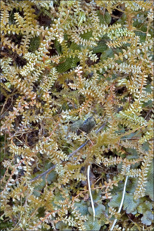 Image of Selaginella helvetica (L.) Spring