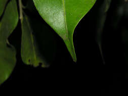 Image of Ficus pertusa L. fil.