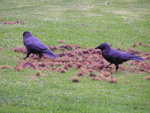 Imagem de Corvus coronoides Vigors & Horsfield 1827