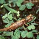 Image of Domergue's Leaf Chameleon