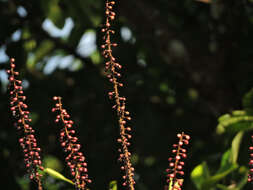 Image of Sarcopera sessiliflora (Triana & Planch.) H. G. Bedell