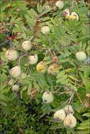 Image of <i>Sorbus domestica</i> var. <i>pyrifera</i>