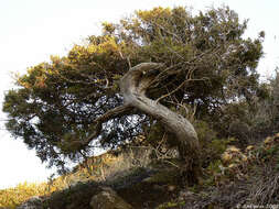 Imagem de Juniperus phoenicea L.
