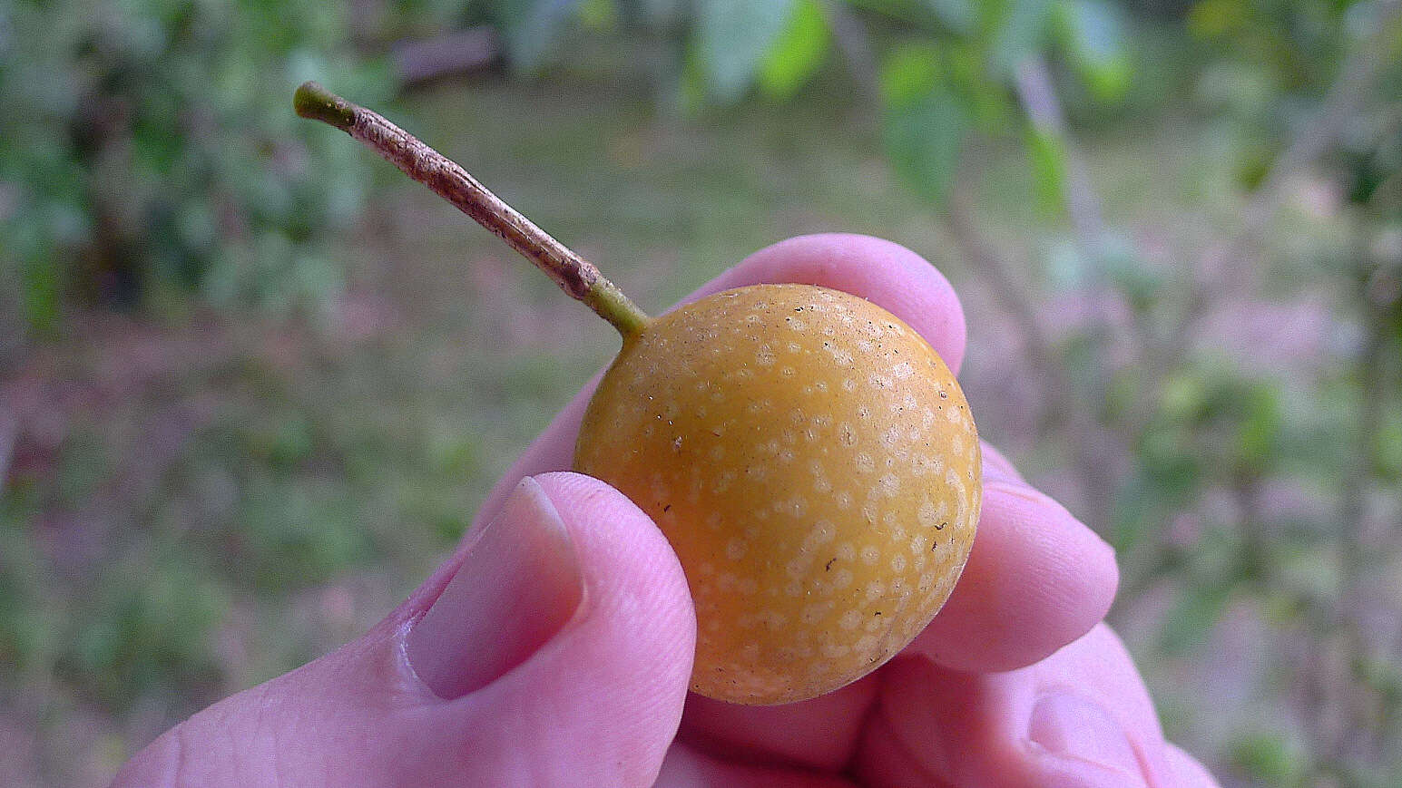 Image de Passiflora cacao Bernacci & M. M. Souza