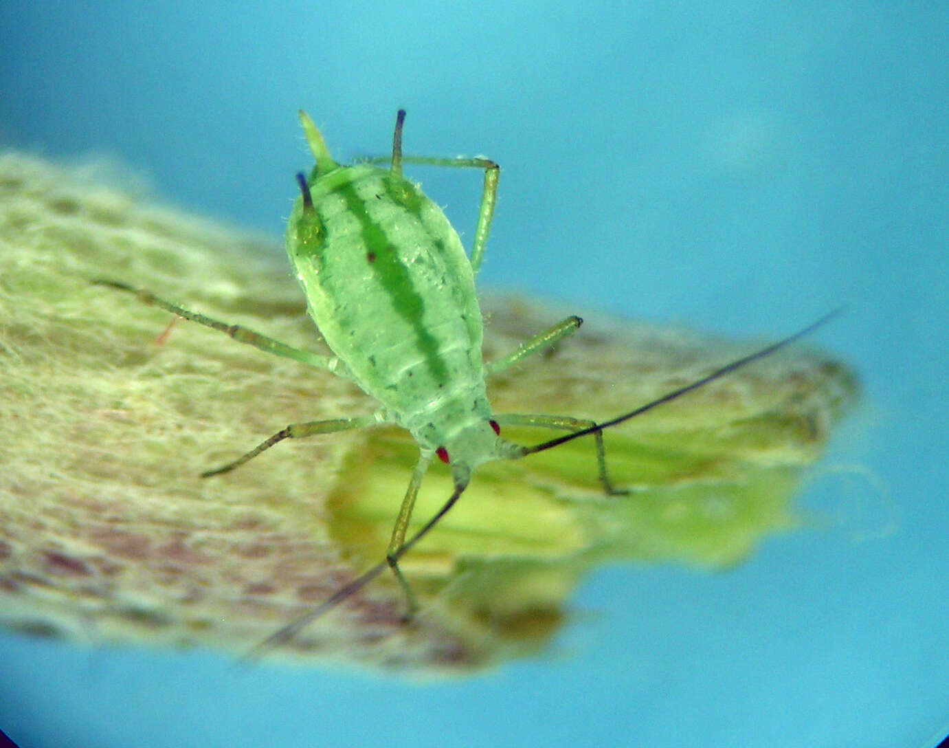 Sivun Macrosiphoniella kuva